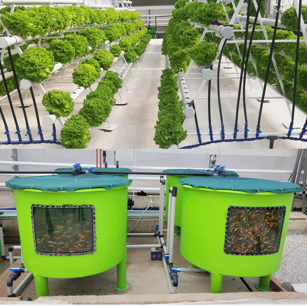 Aquaponics system showcasing plants and fish working together sustainably.